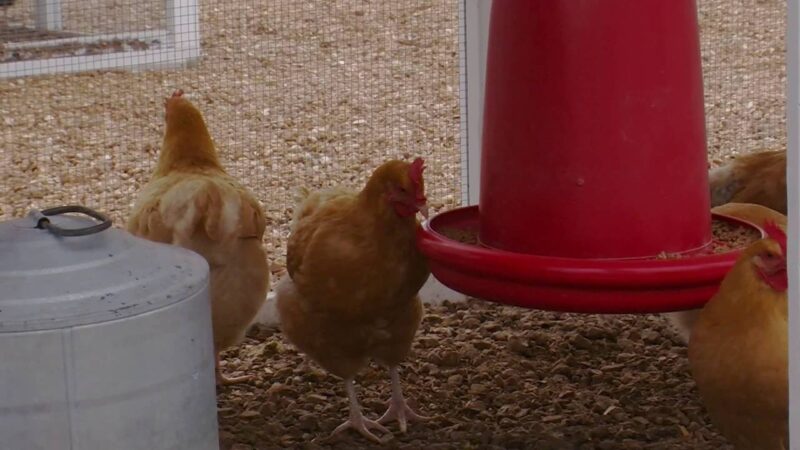 Feeding Chickens a Balanced Diet (Video)